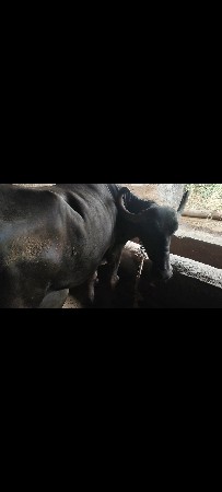 ૨ ભેંસ વેચવાની છે