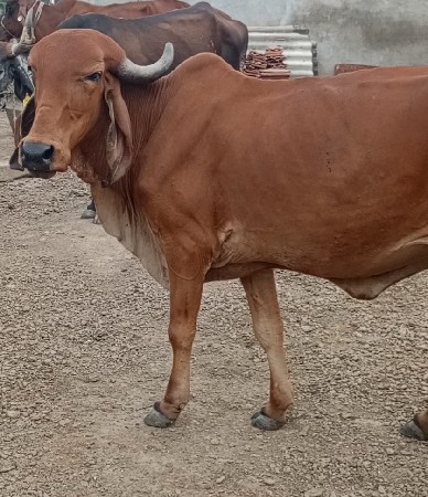 ગીર હોડકિ વેચવાની છે
