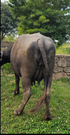 ભેંશ વેસવા ની શે બીજું વેતર