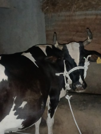 જર્સી ગાય ત્રીજા વેતરમા