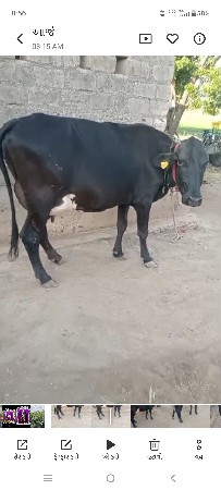 ગાય