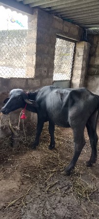 પાડી વેચવાની સે