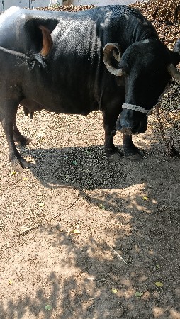 ભેંસ વેચવાની છે