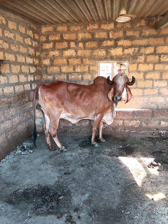 ગાય વેચવાની
