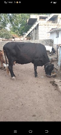 જર્સી ગાય