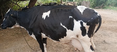 3 ગાયુ વેચવાની છે