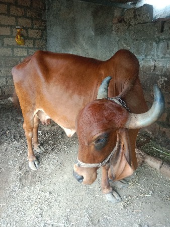 ગાય