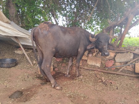 આ ખડેલી વેચવાનીછે