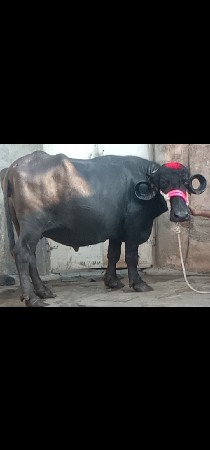 ભેંસ વેચવાનું છે 1 છે