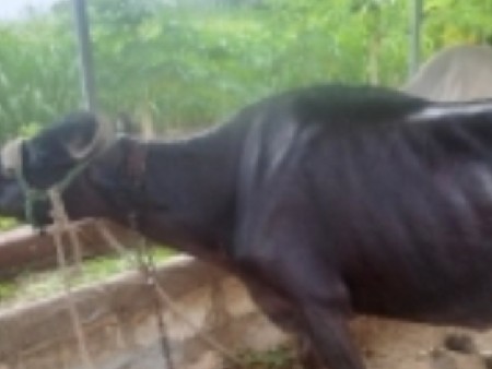 ભેંસ વેચવાની છે