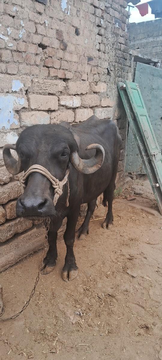 ભેંસ વેચવાની છે