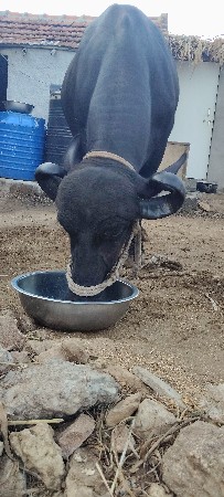 ભેંસ વેચવાની છે