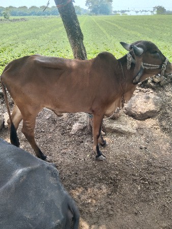 ગાય દેવાની છે
