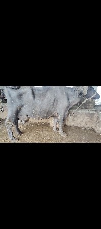 3  વેતર  45 દિવસ ની વયાનેલ