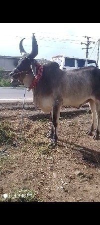 જુનાગઢ કેશોદલો વેચવાનો છે