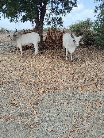 બળદ વેચવાના છે