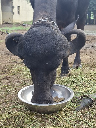 પેલુ વેતર ખડેલિ વેસવાનિ સે