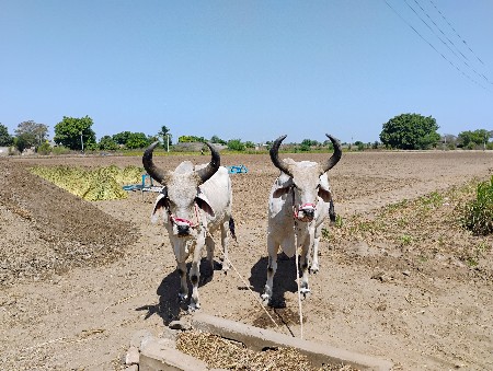 બળદ વેચવાના છે