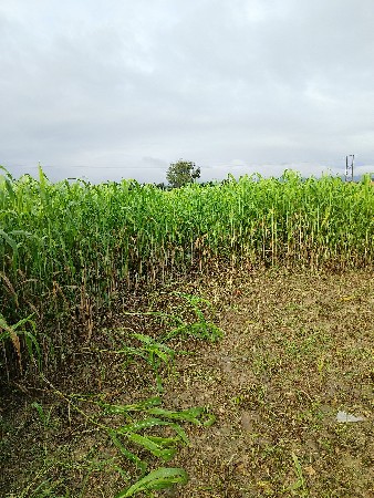 લીલી જુવાર‌ વેચવાની છે
7 8 વીધા