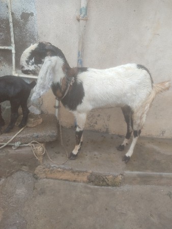 RAAJASTHANI BAKRI