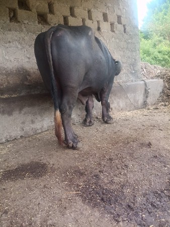 આ પાડો વેચવાનો છે