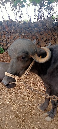 ખળેલી વેચવાની છે