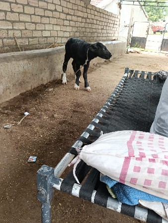 પાડો વેચવાનો છૂ