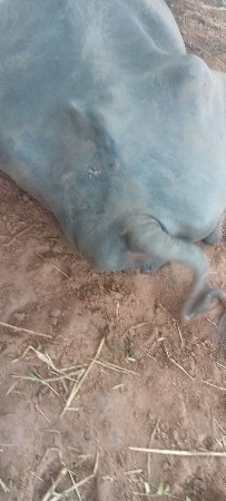 PELA VETAR MA BHESH VECHAVANI SE