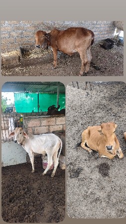 વાછડી
