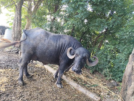 પેલું. વેતર