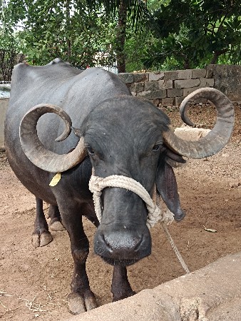 ભેંસ વેચવાની સે
