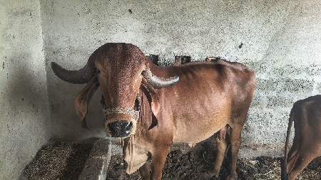 ગાય આપવાની છે
