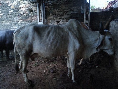 ગાય વેચવાની છે  અને બીજું વેતર છે