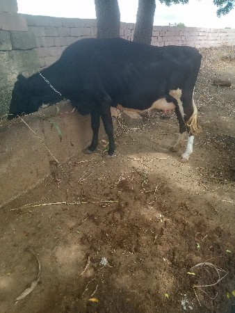 આ ગાય વેચવાની છે.