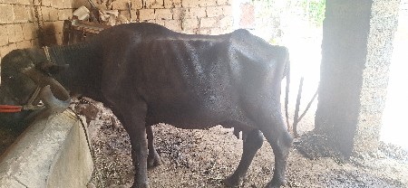 ભેંશ વેચવાની છે