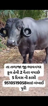 2 વેતર ભેસ વેસવા ની છે
