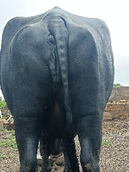 ભેંસ વેચવાની છે