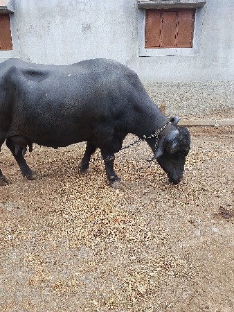 3 વેતર