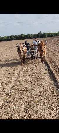 બળદ વેચવાના છે