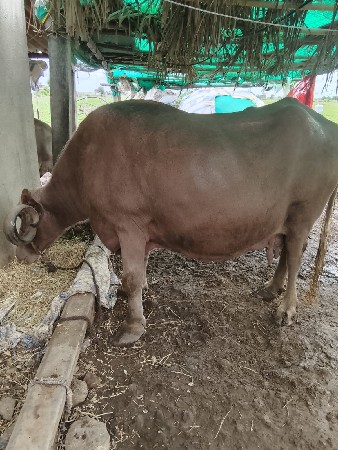 3 ભેસોવેચાછે 2 ગાભણ