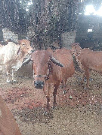 ગાય વેચવાની છે