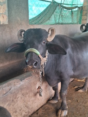 ભેંસ વેચવાની છે
