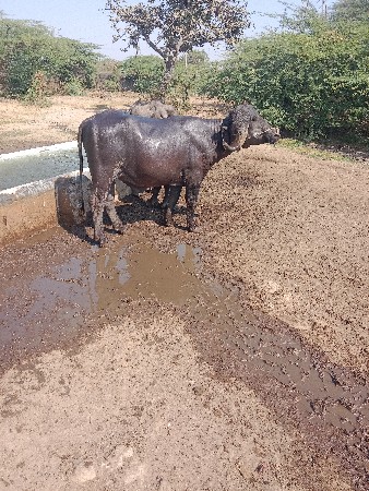 પાડો