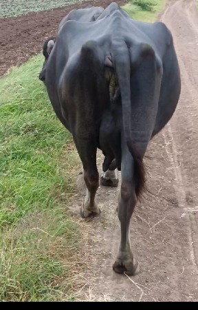 ભેંસ વેચવાની છે