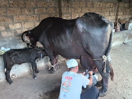 ભેંશ વેશવાનિ  છે