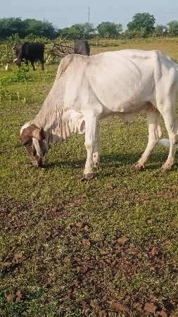 લીલડી હોડકી વેચવાની છે