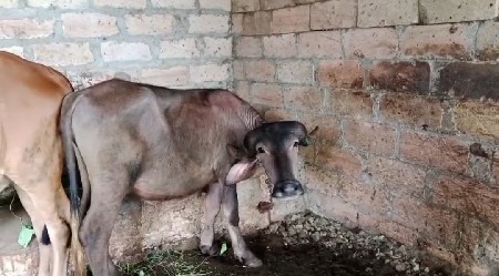 પાડી વેચવાની છે સારી પાડી છે