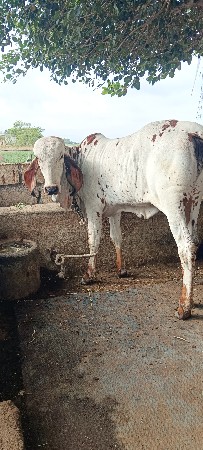 ગીર ગાય વેચવાની છે