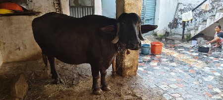 3 જુ વેતર ભેંશ