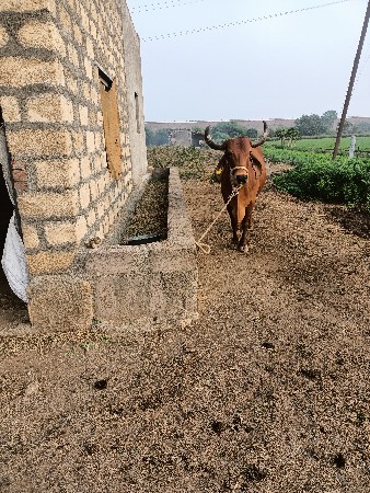 લેવાની છે